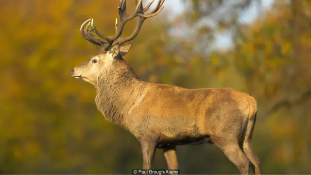 1875-ci ildə itlərə yem olmasın deyə özünü qayadan atan erkək maral haqqında xəbər yayılmışdı
