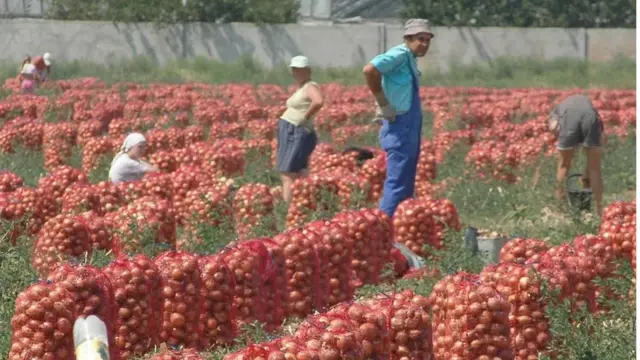Плантація цибулі