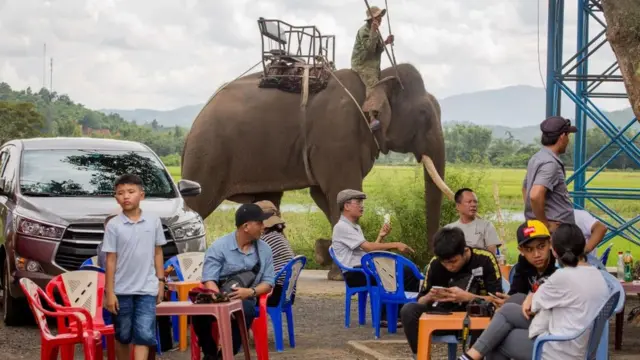Việt Nam, voi