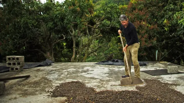 कॉफी की खेती