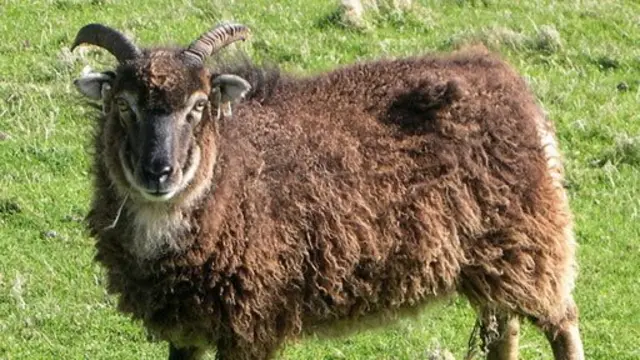 Ovelhas da raça Soay