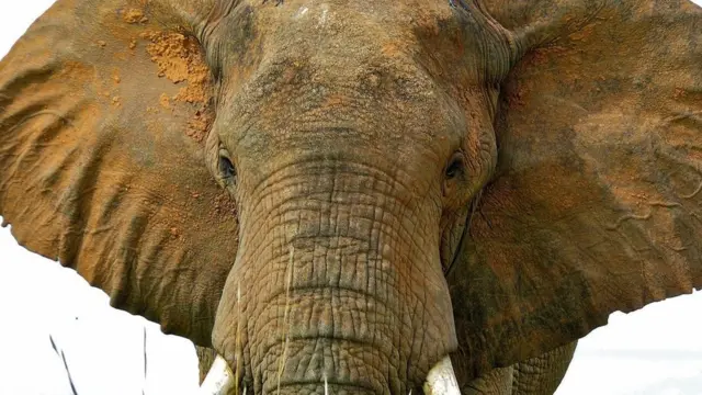 Африканський слон