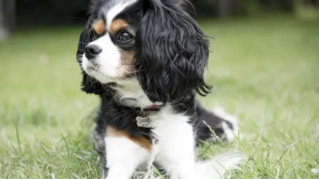 ملاك الكلاب "أقل عرضة للوفاة"