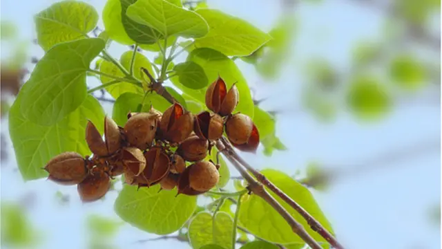 М'які, легкі насінини раніше знаходили вжиток як пакувальний матеріал для китайської порцеляни. Можливо, так павловнія і потрапила до Америки