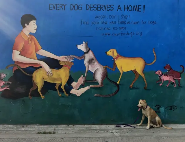 "Каждая собака заслуживает дом!" - социальная реклама