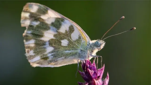 సీతాకోక చిలుక
