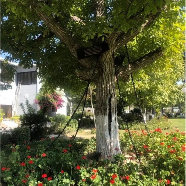 برگد کا درخت