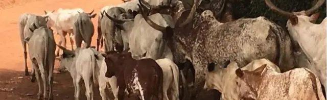 Ọtụtụ ehi na-agagharị n'Enugu