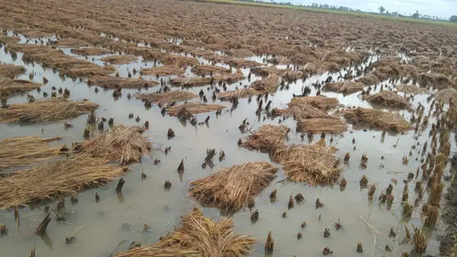 నీట మునిగిన పంట చేను