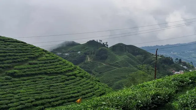 चिया बगान