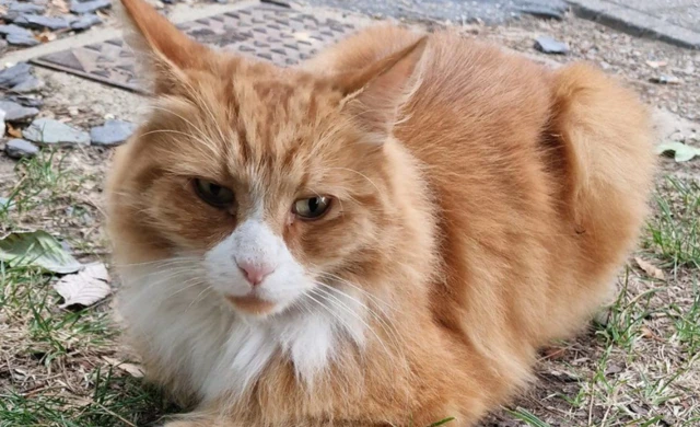 Henry Cambridge-dəki xəstəxanaya getməyi xoşlayır