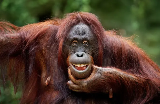 Orangután sonriendo