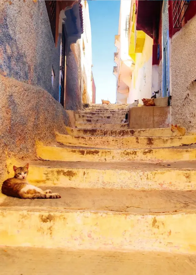 بلی کو پاک و صاف مانا جاتا ہے