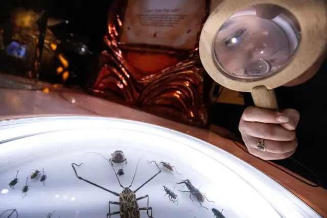 Žena kroz lupu gleda izložene insekte na izložbi