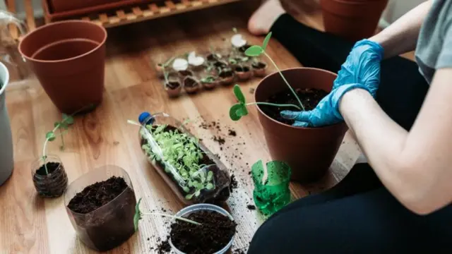 మొక్కలు