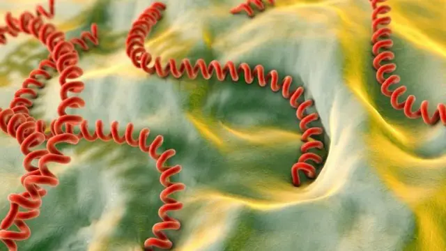 జంతువులు, వరద పరిస్థితులు, కలుషిత నీరు