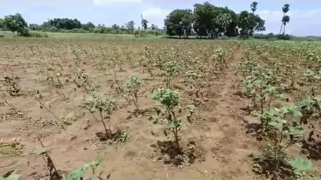 పాడైపోయిన పత్తి చేను