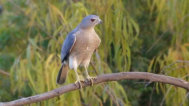 ખેડૂતોના મિત્રો એવાં આ પાંચ શિકારી પક્ષીઓની વસ્તી કેમ ઘટી રહી છે?