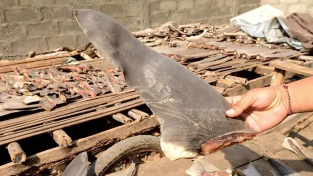 షార్క్ చేపలు, చేపల వేట, తమిళనాడు, మత్స్యకారులు, షార్క్ రెక్కల అక్రమ రవాణా