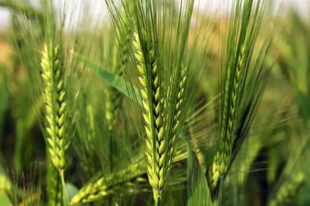 બીબીસી ગુજરાતી