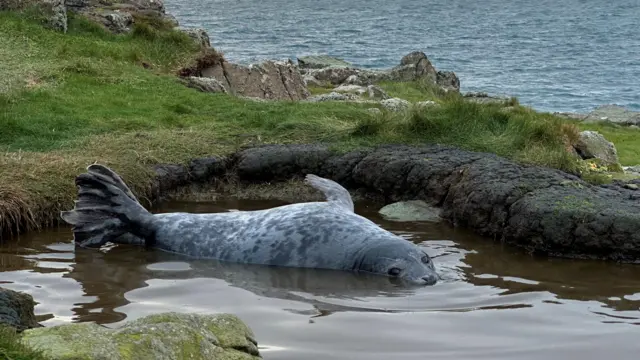Una foca gris descansa en una poza poco profunda sobre un acantilado costero cubierto de hierba, con el océano y las islas lejanas al fondo. El cielo está parcialmente nublado y una puesta de sol dorada proyecta una cálida luz en el horizonte.