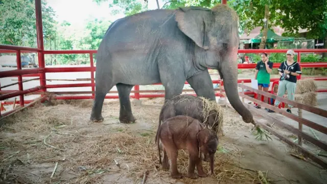 థాయ్లాండ్