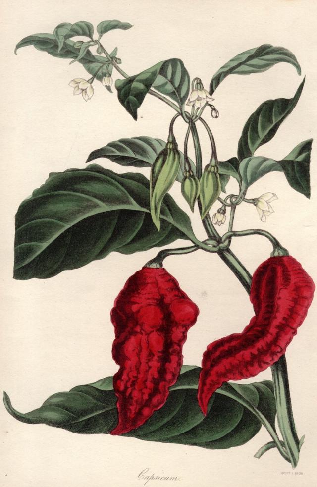 1830年的植物画，辣椒的一种