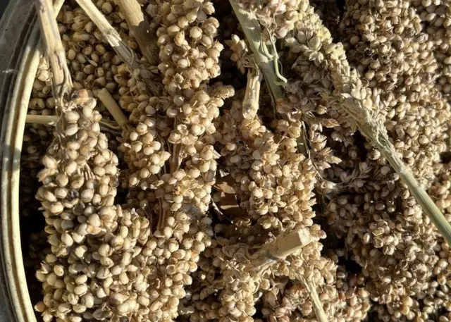 Le sorgho est plus nutritif que le maïs