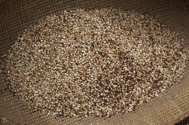 Graines de sorgho dans un panier avant d'être moulues en farine au Sud-Soudan.