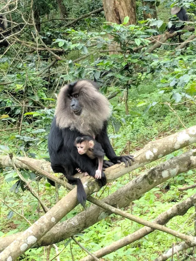 சிங்கவால் குரங்குகள்