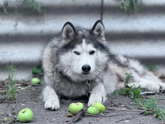 Собака Олега вижив після ракетного обстрілу