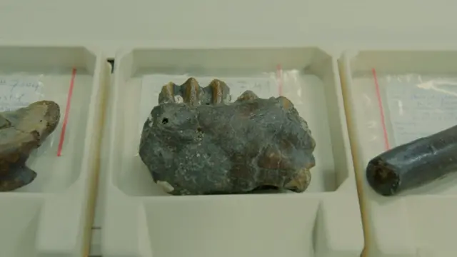Pecahan rahang Bovidae yang diperkirakan hidup di Sundaland.