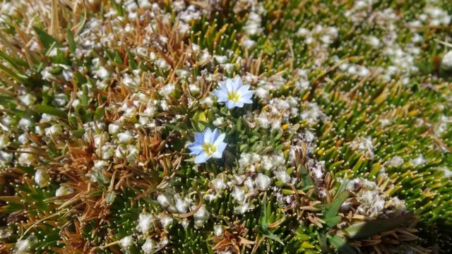 La Distichia muscoides