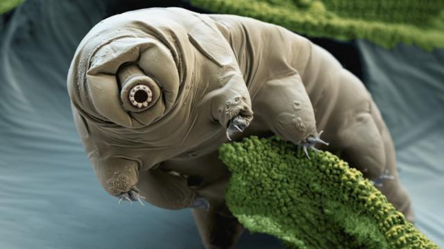 電子顯微鏡彩色掃描下一隻藏身苔蘚間的水熊蟲