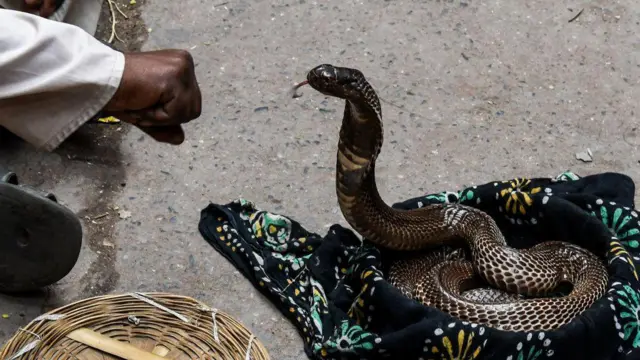 పాముకాటు 