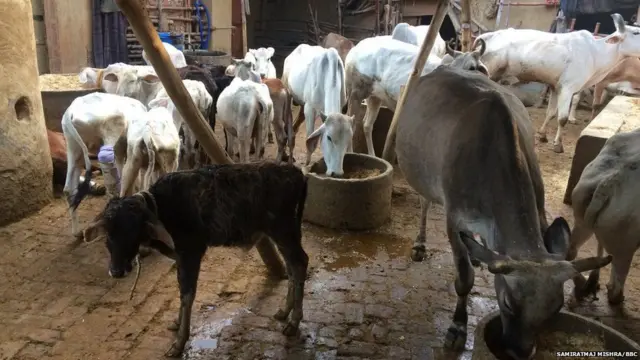 ગાયોની તસવીર