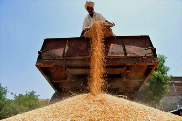 మొక్కజొన్న