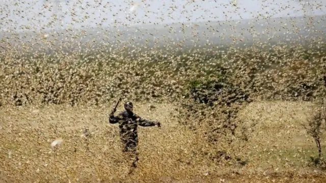 ዕስለ ኣንበጣ ዝሰጉግ ሰብኣይ