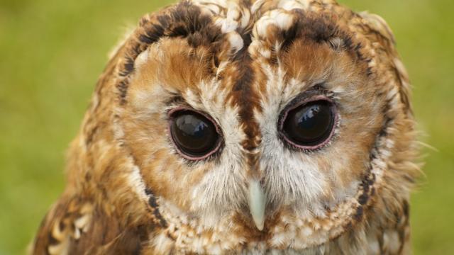 Head and face of a tawny owl in close up