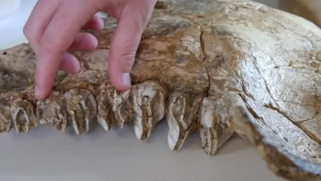 "هجرة سنوية" للدببة الأسترالية العملاقة قبل 40 ألف عام