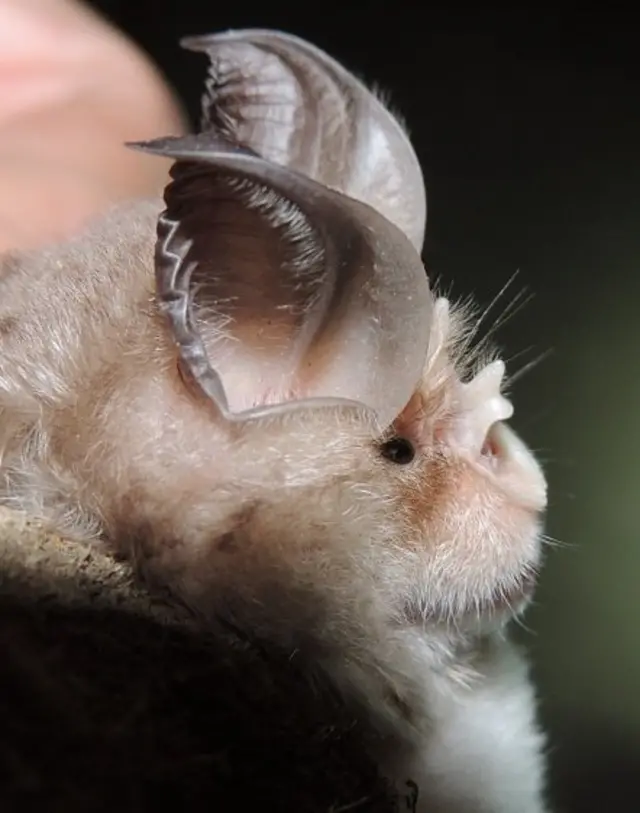 Tamnooki potkovičar