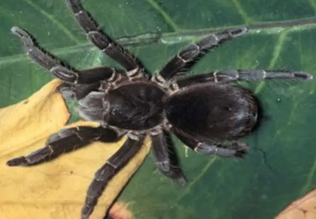 Acanthoscurria gomesiana