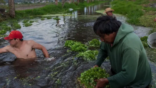 मेक्सिको