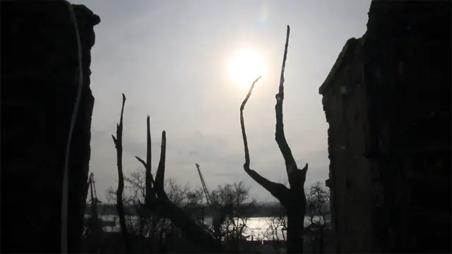 Сгоревшие деревья