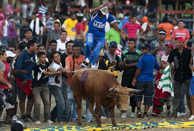 Vaca durante una corraleja