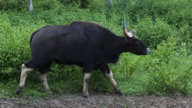 पुणे, रानगवा, प्राणी