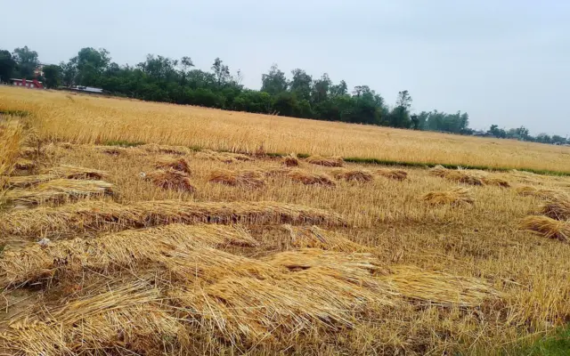 हावाहुरी र वर्षाले बाँकेको नेपालगञ्ज उपमहानगरपालिका–१७ थुकैला गाउँमा क्षति पुगेको गहुँबाली