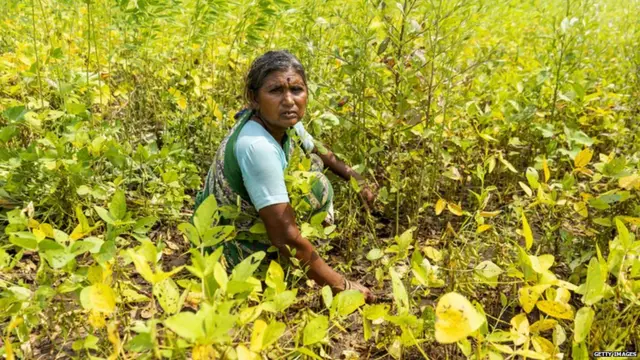 महिला शेतकरी, प्रातिनिधिक फोटो