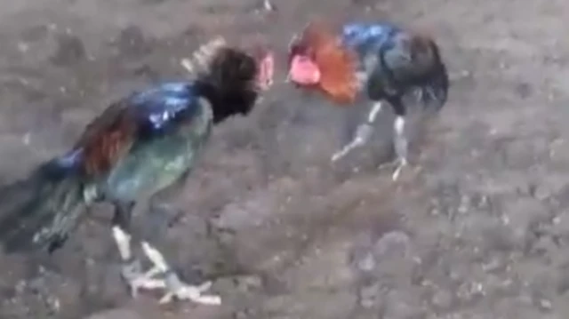 Una foto borrosa tomada de un vídeo de dos gallos peleando.