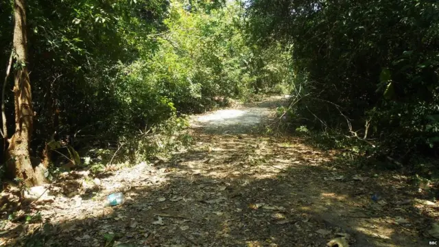 තෙල් ටැංකි ඉදිකර ඇති මුළු භූමියම ඝණ වනාන්තරයකි